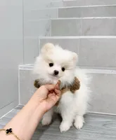 bobo, a male Pomeranian for sale in New York City, NY – Photo 5 of 10