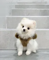 bobo, a male Pomeranian for sale in New York City, NY – Photo 4 of 10