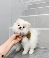 bobo, a male Pomeranian for sale in New York City, NY – Photo 10 of 10