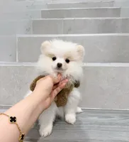 bobo, a male Pomeranian for sale in New York City, NY – Photo 7 of 10