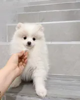 bobo, a male Pomeranian for sale in New York City, NY – Photo 9 of 10