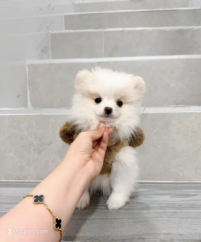 bobo – Pomeranian puppy for sale in New York City, NY