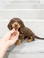 dachshund 3, a male Miniature Dachshund for sale in New York City, NY – 6 of 10