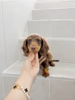 levi, a male Miniature Dachshund for sale in New York City, NY – 3 of 10