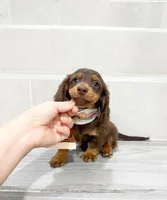 dachshund 2, a male Miniature Dachshund for sale in New York City, NY – 5 of 10