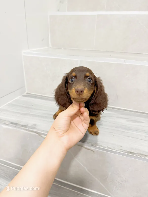 jerry – Miniature Dachshund puppy for sale in New York City, NY