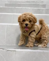 Jason, a male Maltipoo for sale in New York City, NY – 3 of 10