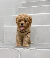 Jason, a male Maltipoo for sale in New York City, NY – 5 of 10