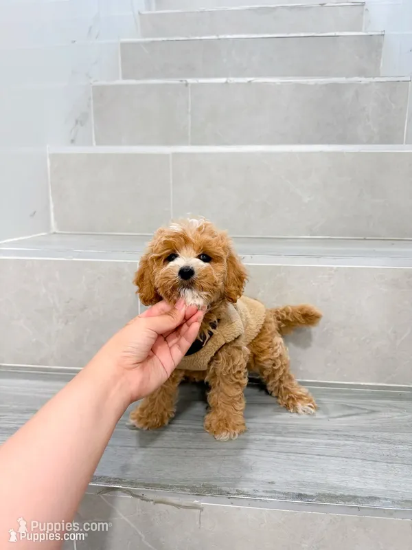 maggie – Maltipoo puppy for sale in New York City, NY