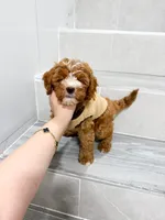 jack, a male Cavapoo for sale in New York City, NY – 10 of 10