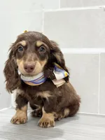 dachshund 1, a male Miniature Dachshund for sale in New York City, NY – 9 of 10