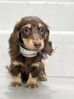 dachshund 1, a male Miniature Dachshund for sale in New York City, NY – 10 of 10