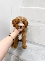 jack, a male Cavapoo for sale in New York City, NY – 4 of 10