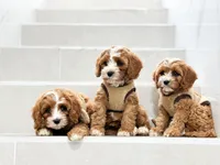 anne, a male Cavapoo for sale in New York City, NY – 10 of 10