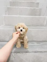 vinn, a male Maltipoo for sale in New York City, NY – 7 of 10