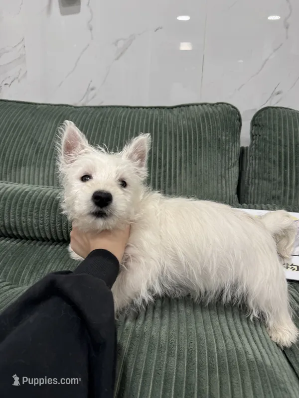 west – West Highland White Terrier puppy for sale in New York City, NY