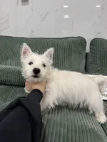 west, a male West Highland White Terrier for sale in New York City, NY – 1 of 4
