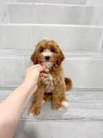 jason, a male Cavapoo for sale in New York City, NY – 6 of 10