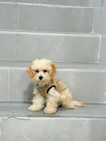 ann, a female Bichon Frise and Poodle - Toy  for sale in New York City, NY – 2 of 9