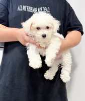annie, a female Bichon Frise for sale in New York City, NY – 9 of 10