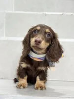 dachshund 1, a male Miniature Dachshund for sale in New York City, NY – 4 of 10