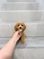 maggie, a female Maltipoo for sale in New York City, NY – 3 of 7