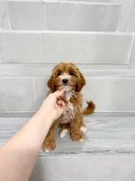 jason, a male Cavapoo for sale in New York City, NY – 5 of 10
