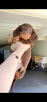 amy, a female Miniature Dachshund for sale in New York City, NY – 3 of 4