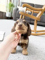 micko, a male Miniature Dachshund for sale in New York City, NY – Photo 6 of 8