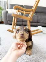 micko, a male Miniature Dachshund for sale in New York City, NY – Photo 3 of 8
