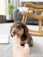 micko, a male Miniature Dachshund for sale in New York City, NY – Photo 4 of 8
