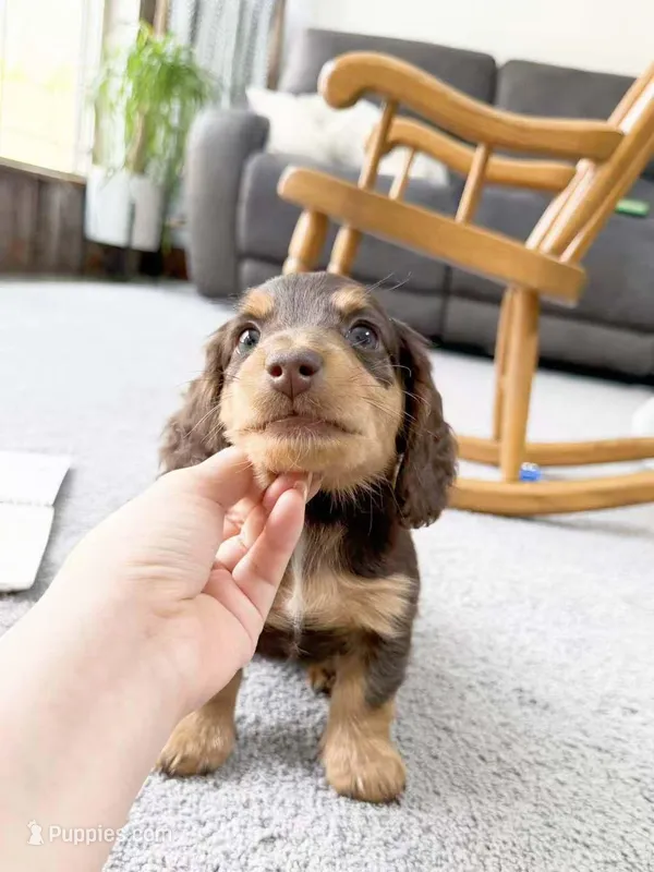 micko – Miniature Dachshund puppy for sale in New York City, NY