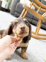micko, a male Miniature Dachshund for sale in New York City, NY – Photo 2 of 8