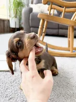 micko, a male Miniature Dachshund for sale in New York City, NY – Photo 5 of 8