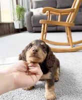micko, a male Miniature Dachshund for sale in New York City, NY – Photo 8 of 8