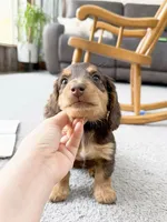 micko, a male Miniature Dachshund for sale in New York City, NY – Photo 7 of 8