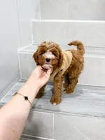 jack, a male Cavapoo for sale in New York City, NY – 9 of 10