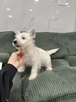 west, a male West Highland White Terrier for sale in New York City, NY – 2 of 4