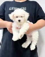 annie, a female Bichon Frise for sale in New York City, NY – 4 of 10