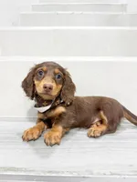 dachshund 3, a male Miniature Dachshund for sale in New York City, NY – 3 of 6