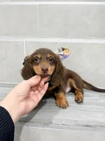 dachshund 4, a male Miniature Dachshund for sale in New York City, NY – 1 of 10