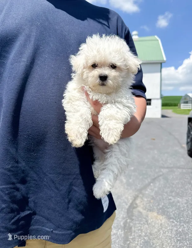 amy – Bichon Frise puppy for sale in New York City, NY