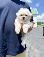 amy, a female Bichon Frise for sale in New York City, NY – 1 of 3