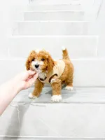 jacky, a male Maltipoo for sale in New York City, NY – 8 of 10