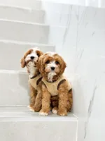 anne, a male Cavapoo for sale in New York City, NY – 5 of 10