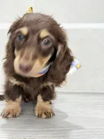dachshund 1, a male Miniature Dachshund for sale in New York City, NY – 3 of 10