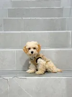 ann, a female Bichon Frise and Poodle - Toy  for sale in New York City, NY – 3 of 9