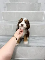 Vincent, a male Miniature Aussiedoodle for sale in New York City, NY – 3 of 4