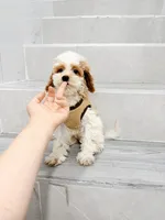 mld, a female Cockapoo for sale in New York City, NY – 8 of 10