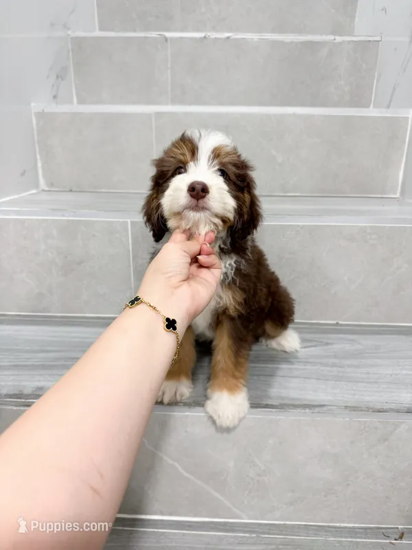 Vincent – Miniature Aussiedoodle puppy for sale in New York City, NY